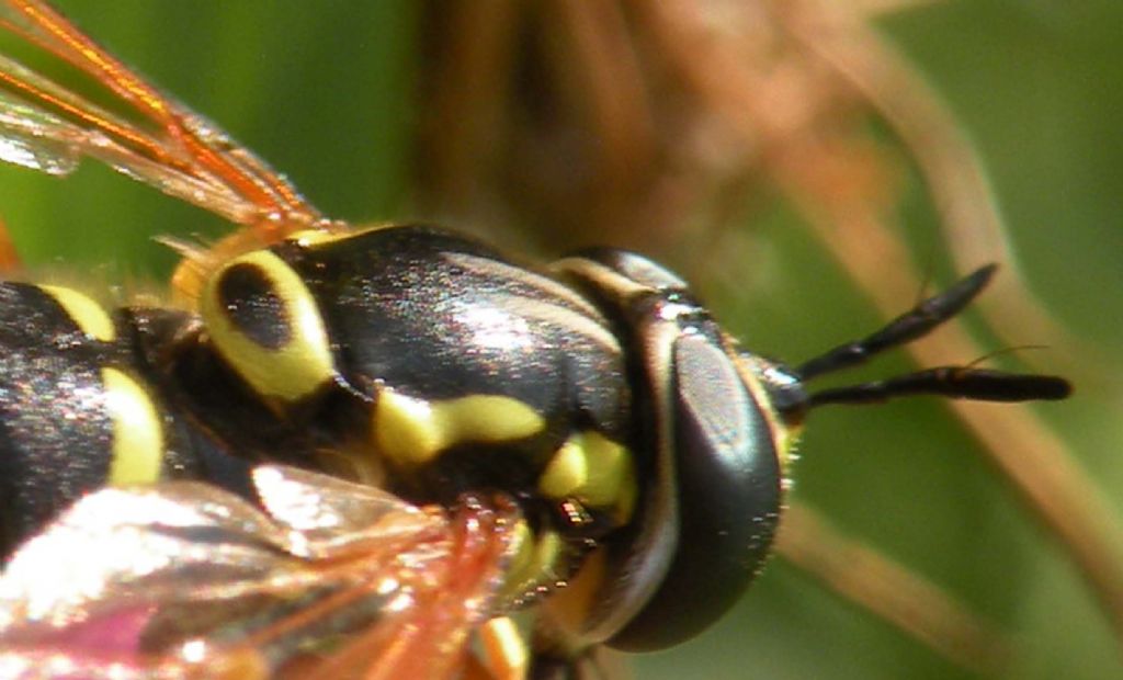 Syrphidae:  Chrysotoxum elegans?  No, Chrysotoxum festivum, femmina